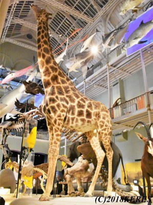 スコットランド国立博物館エディンバラ オールド タウン- ツアーとアクティビティエクスペディア