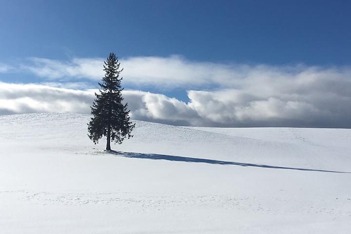 北海道 絶景！雪に浮かぶクリスマスツリーの木！│一人旅研究会