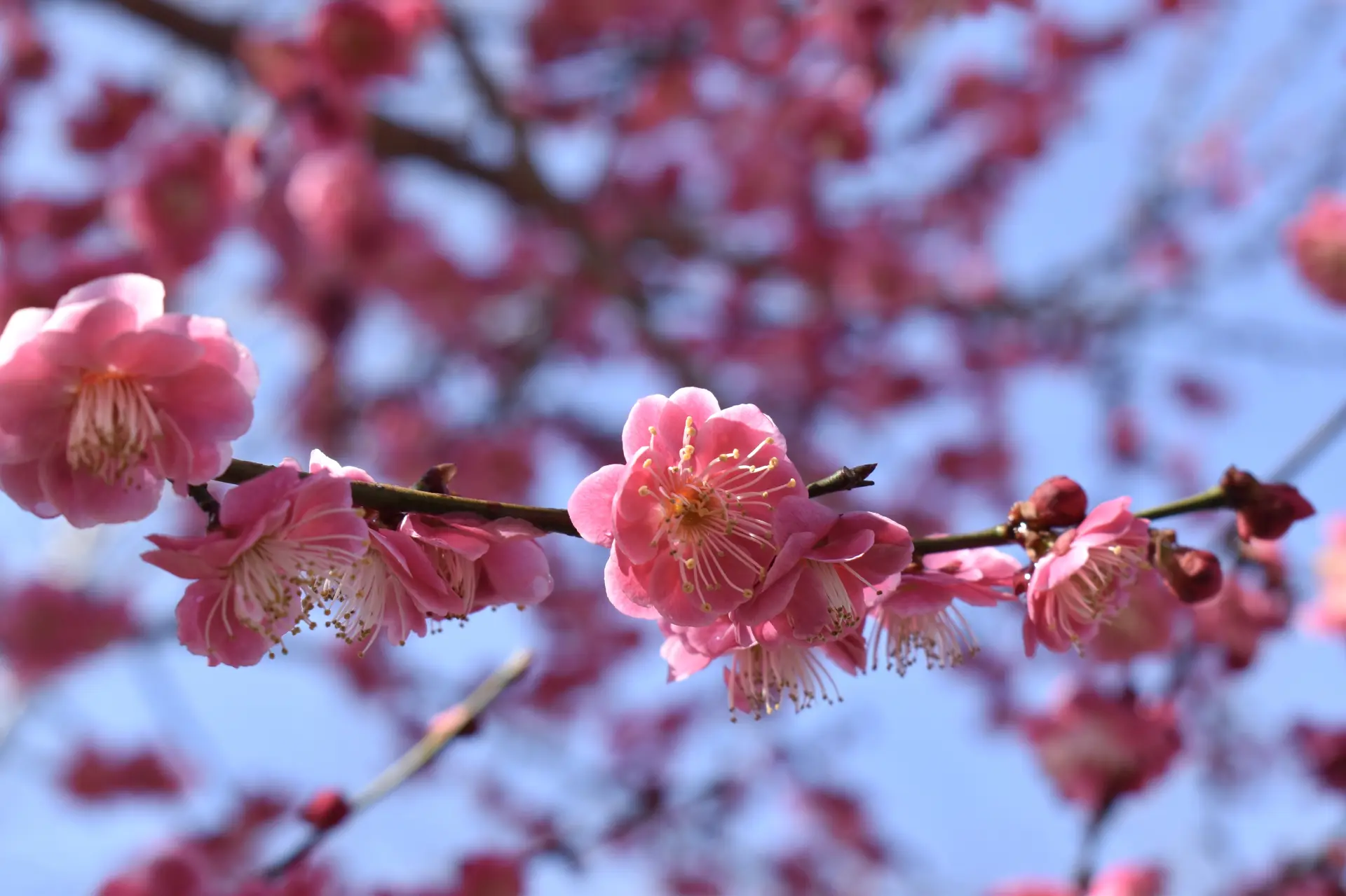 母のお供で梅を観に。高尾梅郷・木下沢梅林へ』高尾・八王子 東京 の旅行記・ブログ by