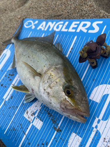 詳しく解説！湯梨浜町釣り場情報 橋津港＆東郷湖- Gomoku-Life