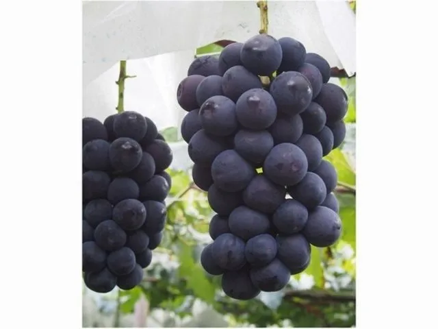 勝沼ぶどう郷 -山梨県 の詳細情報ことりっぷ