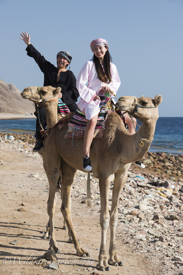 エジプト シナイ半島紅海のダイビングリゾート・ダハブのノラネコの写真素材FYI04964545ストックフォトの QleanMarket キュリンマーケット