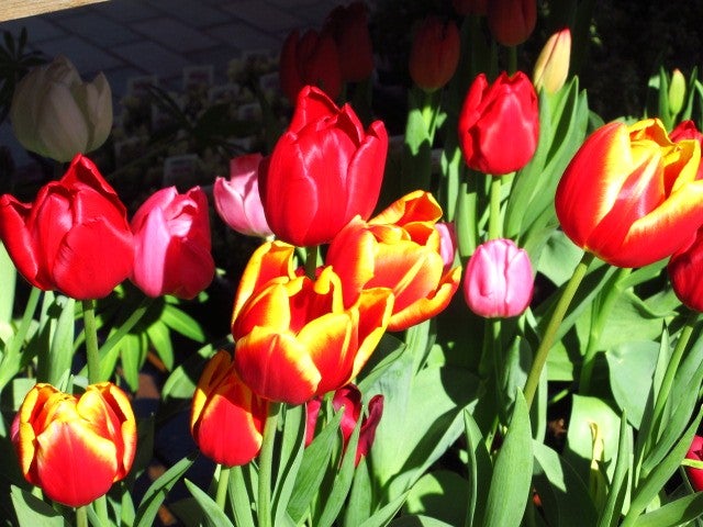 曜光山月山寺桜川市観光協会公式ホームページ