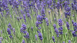 猪苗代ハーブ園」 耶麻郡猪苗代町--〒969-2663 の地図 アクセス