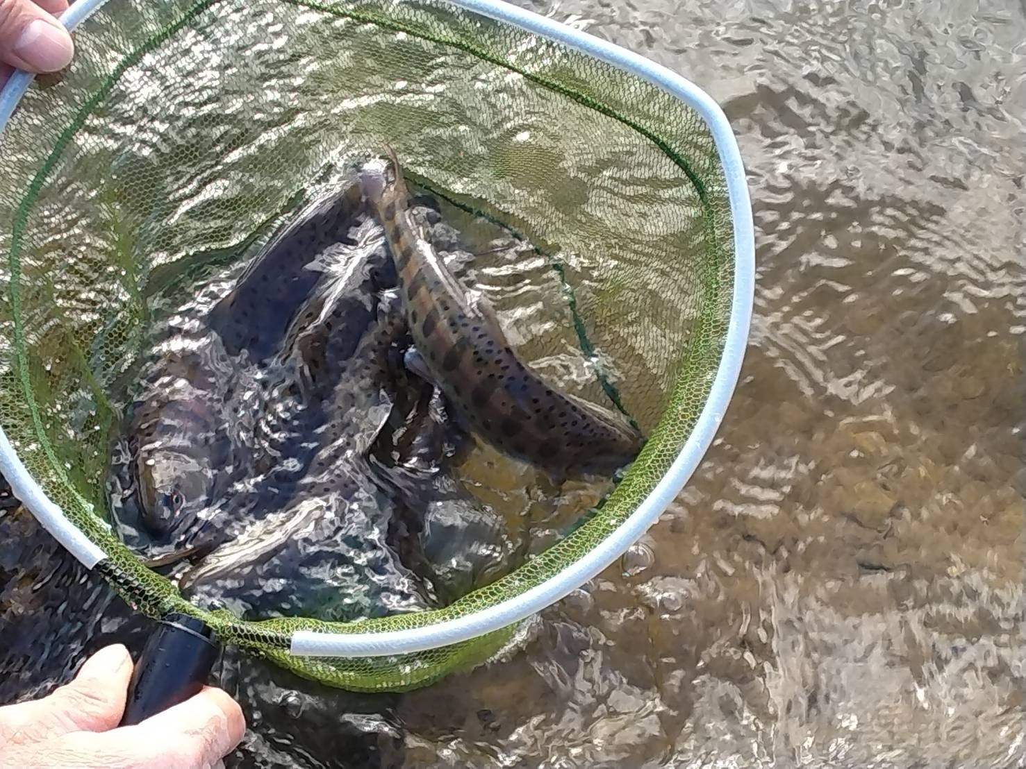 那珂川の釣り場情報魚速報