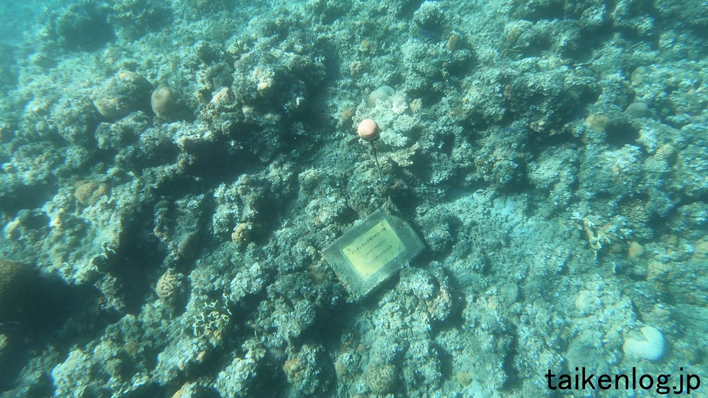 コペペ海岸 - 小笠原の口コミ クチコミ 情報サイト