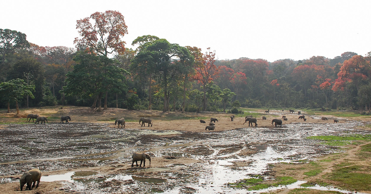 中央アフリカからの難民が記録的な多さに、支援金は最少UNHCR 日本