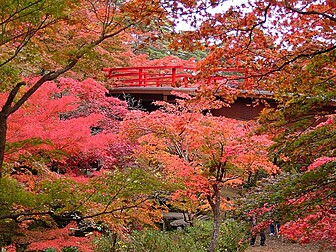 🍁今朝の弥彦公園もみじ谷🍁 昨日よりも紅葉がさらに進み、秋の彩りが一層際立っています。今週末には見頃を迎えそうで、緑・黄・橙・紅のグラデーションがピークを迎える予感です。観月橋と色づいたもみじが織りなす美しい風景が、今から待ち遠しいです。もみじ谷