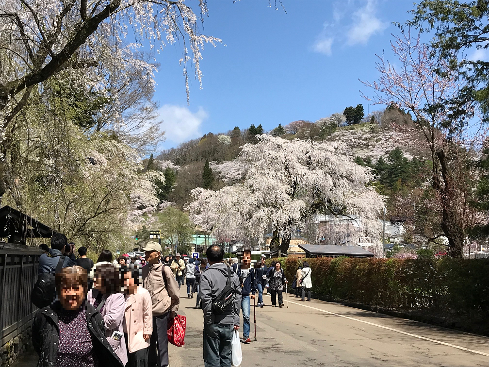 群馬県内発みちのく南東北桜ハイライト～日本三大桜「三春の滝桜」「花見山公園」「鶴ヶ城公園」「日中線しだれ桜」 ～