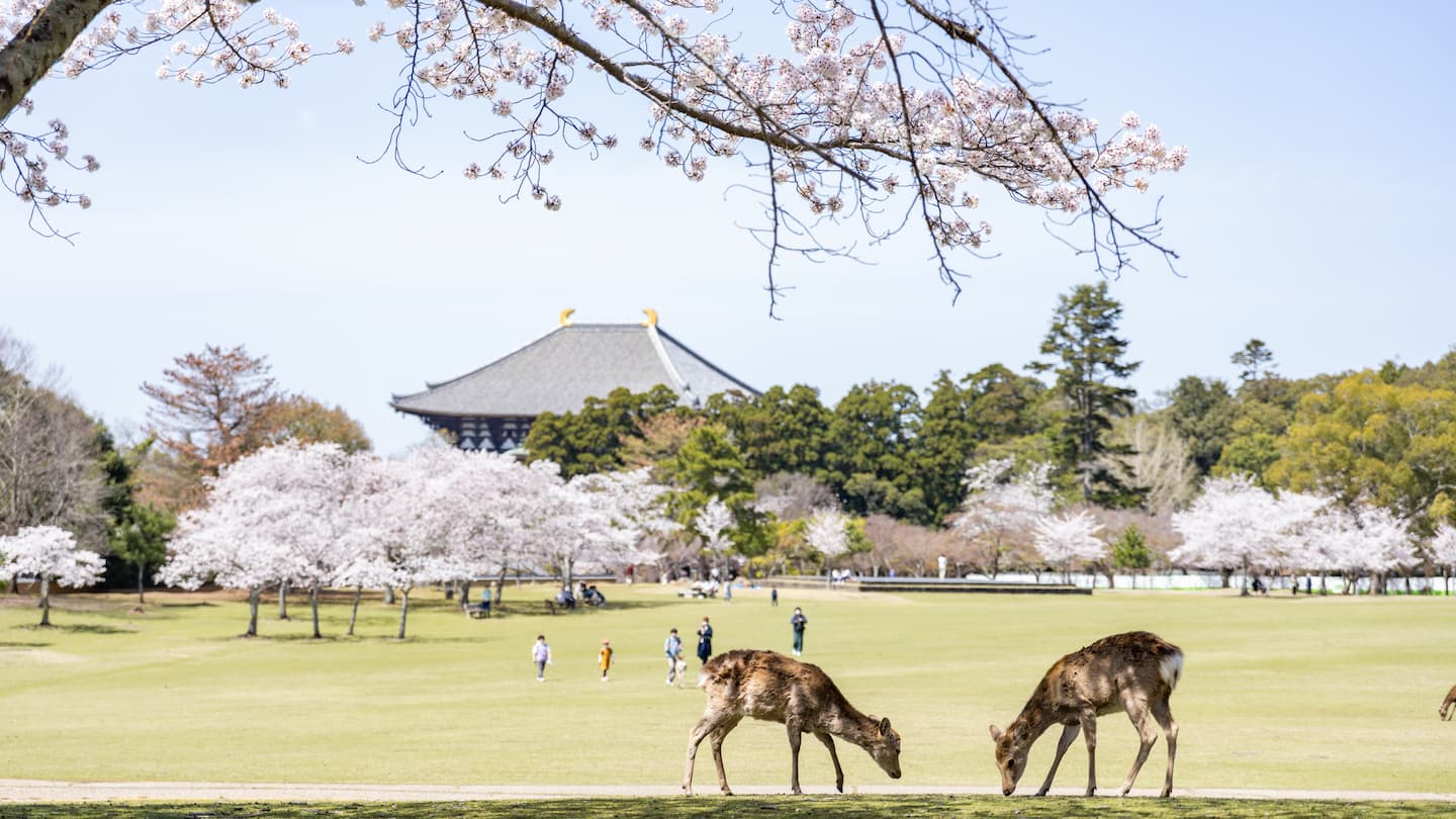 東大寺奈良県の見どころとアクセス方法日本の観光名所ガイドマップ