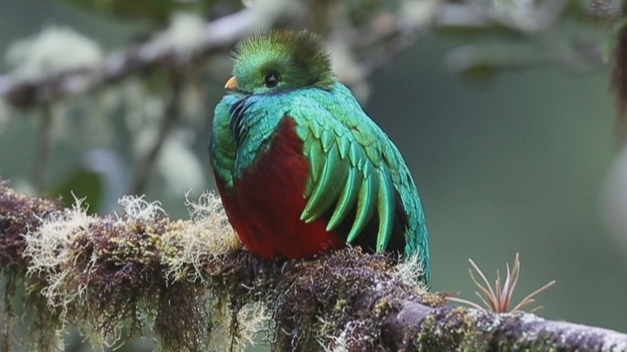 大泉さん、本物のバズーカは手で持てません！ 15kgの超巨大望遠レンズドゥギー@トムヤム経理次長どうでしょう