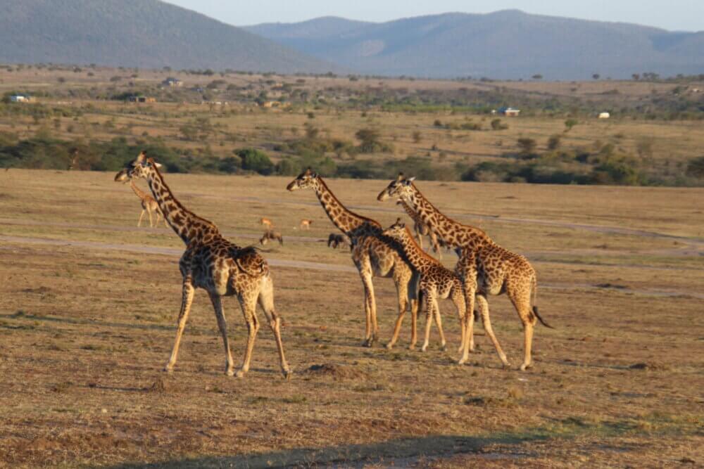 アフリカのサファリで女性観光客, ケニアとタンザニアのオープン屋根で車で旅行, サバンナでシマウマやカモシカを見て.セレンゲティ国立公園の写真素材・画像素材Image 134601192