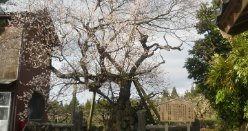 201404佐渡西海岸 2014桜12