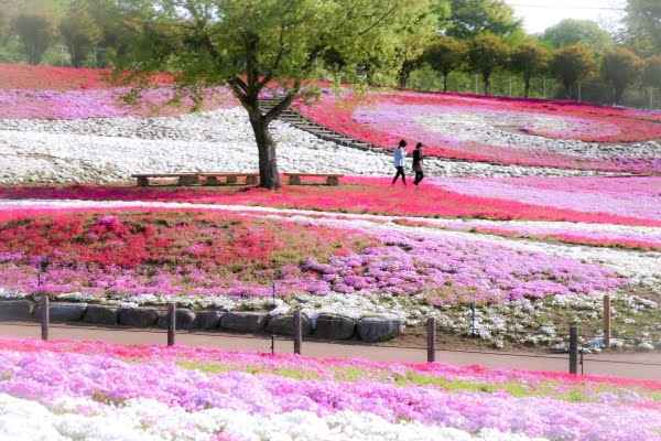 みさと芝桜まつり2023群馬県伊香保温泉石段街坂下の宿 温泉旅館ホテルニュー伊香保公式ホームページ最低価格保証