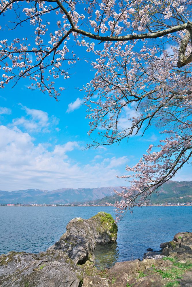 海津大崎の花見と、湖に開いたテラスがある建物と、滋賀・マキノでセカンドハウスや別荘を建てるならほんだ建築へ