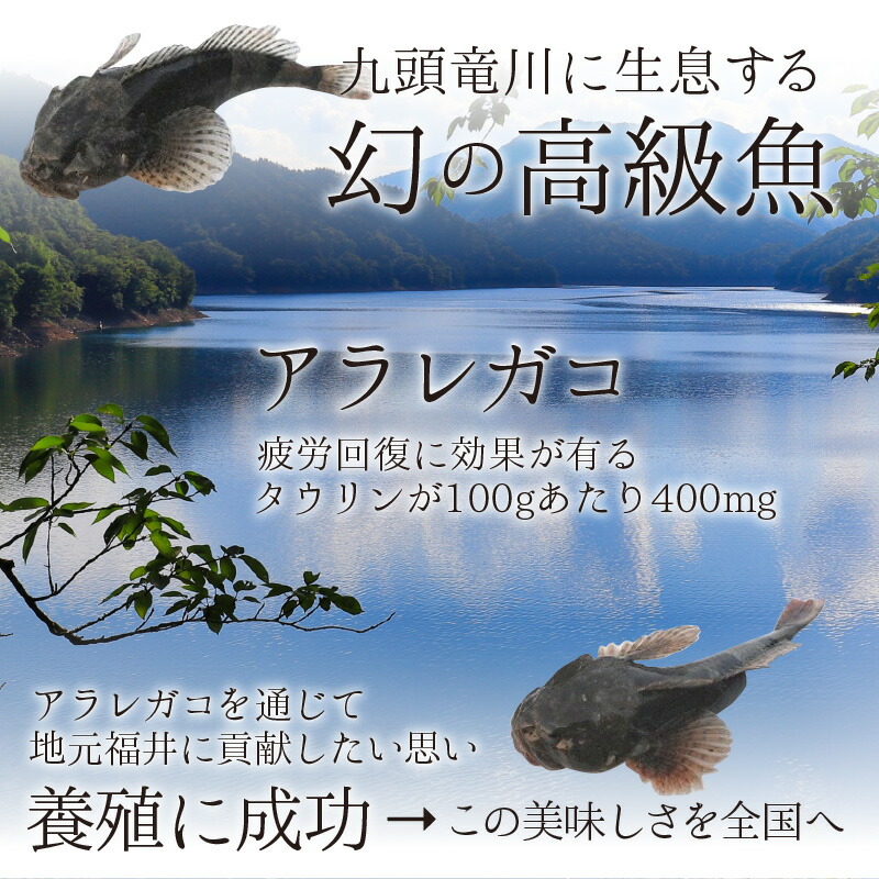 福井レポート： ふくい・アラレガコ学校 第1回 年に１度の「エバ漁」見学！SAVE JAPAN
