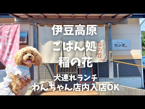 伊豆ドッグカフェ・犬と行けるカフェ13選 犬連れ・ペット同伴可！ランチが人気・大型犬同伴OKのカフェも！ワンコnowa