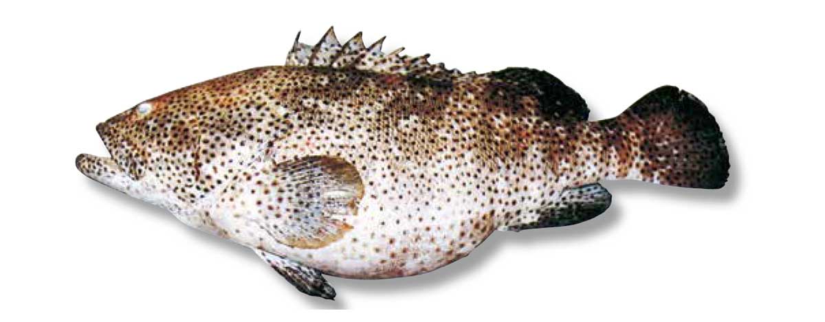 ミーバイの釣り方② ミノーイングハタGROUPER沖縄ルアーTJ- YouTube