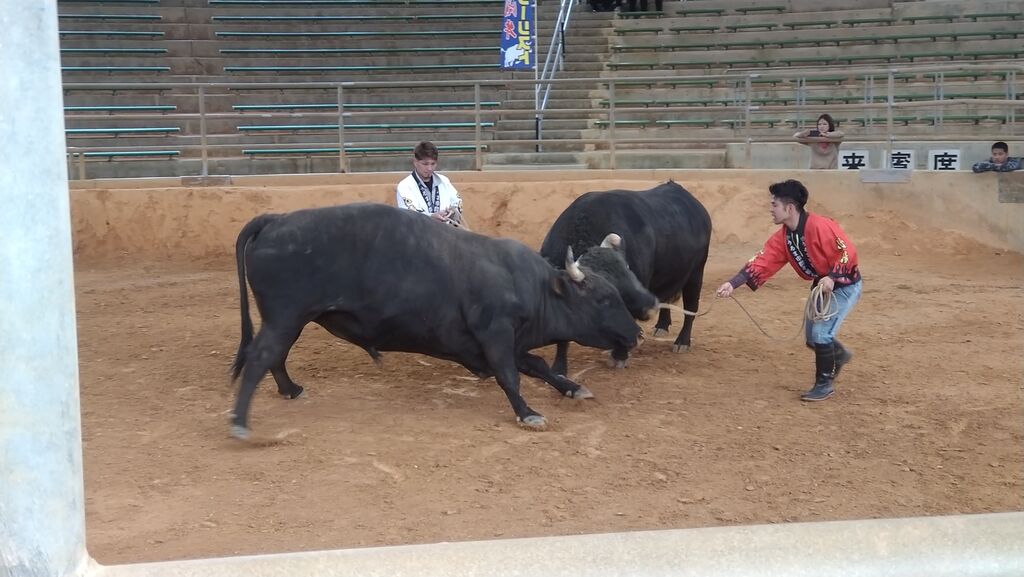 決着は23分45秒、両牛の長く熱い戦いに大きな拍手 秋の全島闘牛大会に3千人沖縄タイムス＋プラス