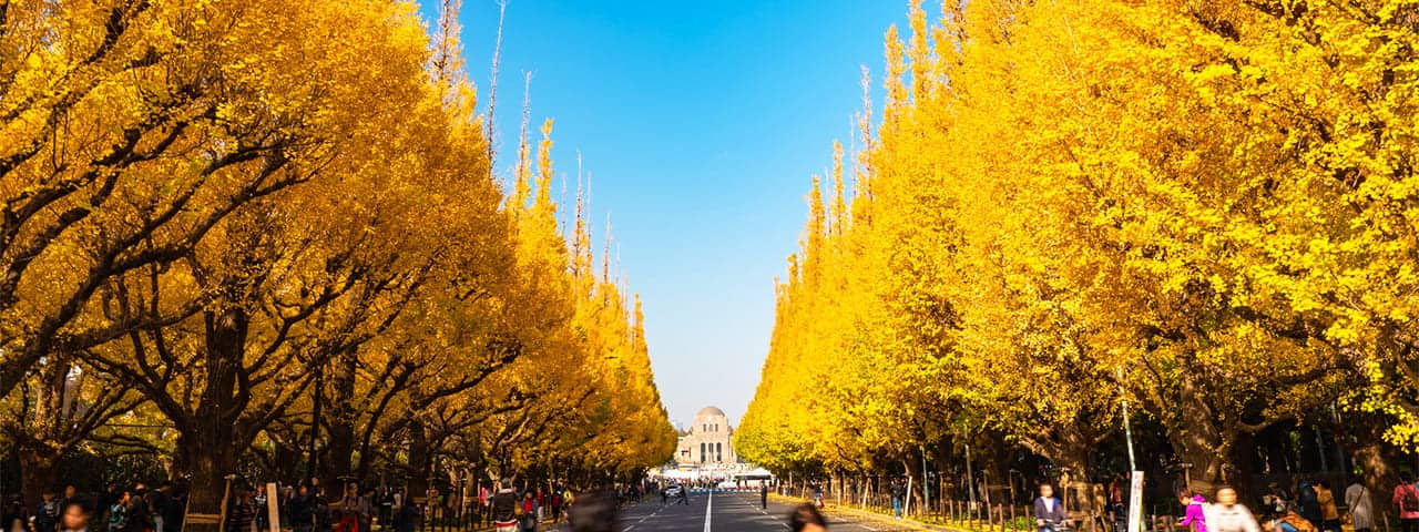 東京 神宮外苑イチョウ並木の歩き方🍁☕️Titicaca