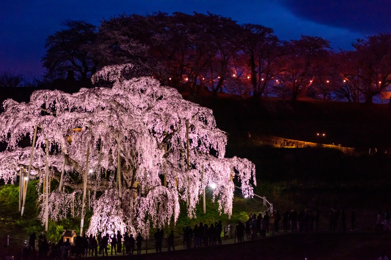 みちのく三大桜名所～ 北上展勝地さくらまつりを応援しよう！- 北上展勝地さくらまつり 東北サポーターズ