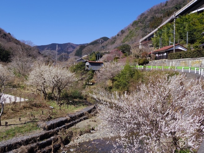 梅の香りと春の山。東京近郊のたのしい梅まつり５選 ＜2017＞ 季節・暮らしの話題 2017年02月18日- 日本気象協会