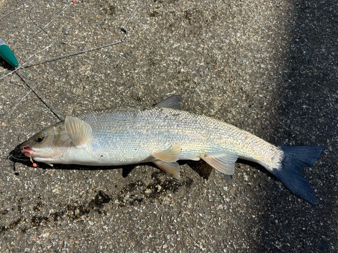 つり具の上州屋 - あなたのフィッシング＆アウトドアライフをサポート