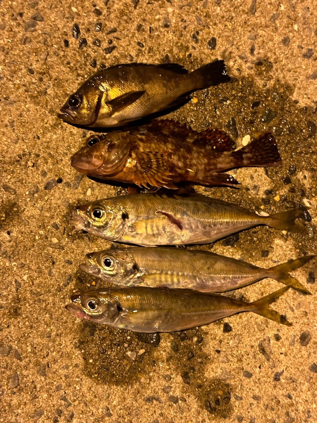 一志丸 福岡県 公式釣り船予約「24時間受付・特別割引・ポイント還元」釣り船予約＠ベリー釣船予約