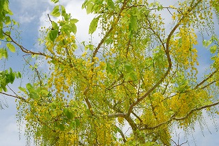 ナンバンサイカチ-花しらべ-花図鑑