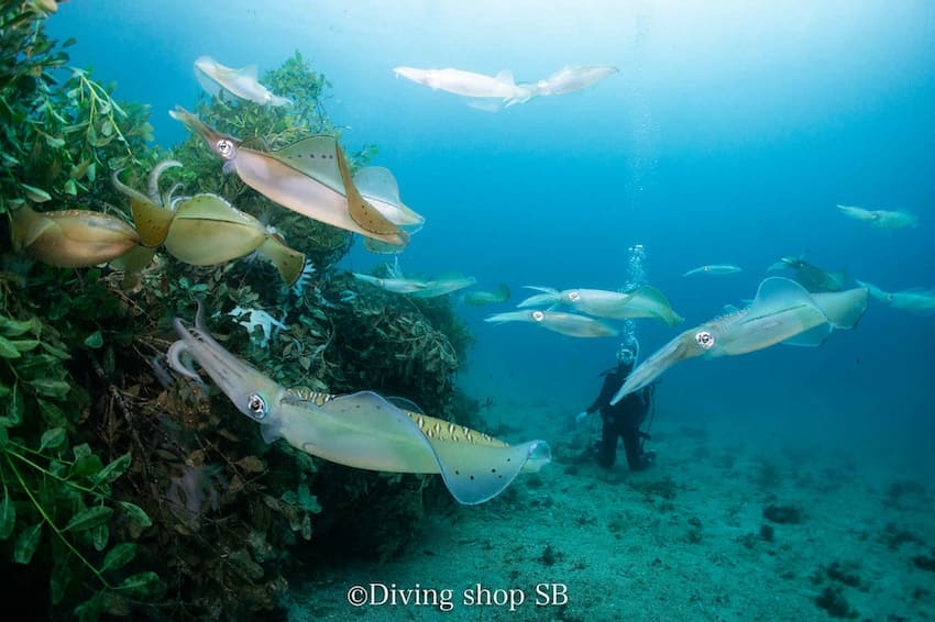 もしかして人魚はん？グレート・バリア・リーフで水中を優雅に泳ぐ人魚らしき姿がとらえられていた件 オーストラリアカラパイア