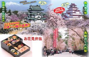 みちのく三大桜名所とは？ 東北の桜に逢いに行こう 桜特集2024季節・暮らしの話題 2024年03月26日-