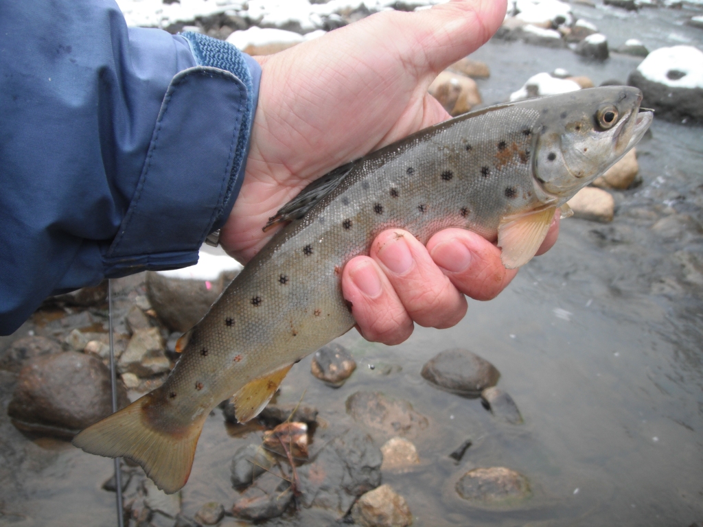長野県・犀川&梓川 釣行記ようこそ、渓流釣りの世界へ！シマノ -SHIMANO