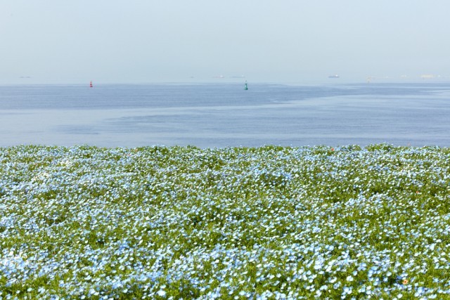 大阪まいしまシーサイドパークOsaka Osaka
