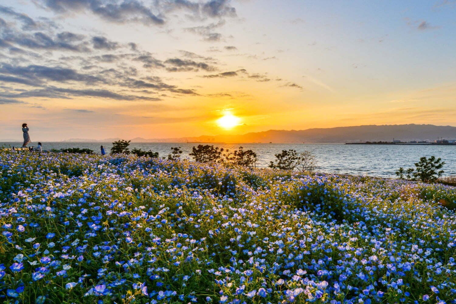 大阪まいしまシーサイドパーク