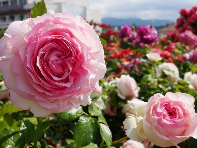 ブルガリア・ルーマニアのお土産 : Wakabun's