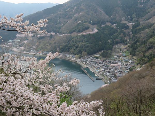 海津大崎の桜 アクセス・営業時間・料金情報 - じゃらんnet