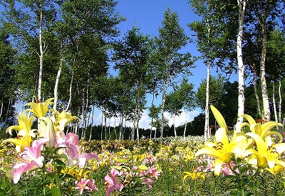 日本最大級400万輪のゆり畑「ハンターマウンテンゆりパーク」営業開始！！鬼怒川温泉 旅館 七重八重