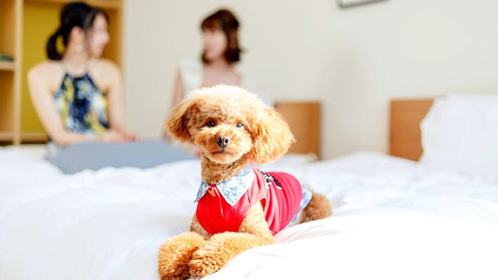 ペットも一緒にグランピングOKのキャンプ場 東海圏bbqjo.com