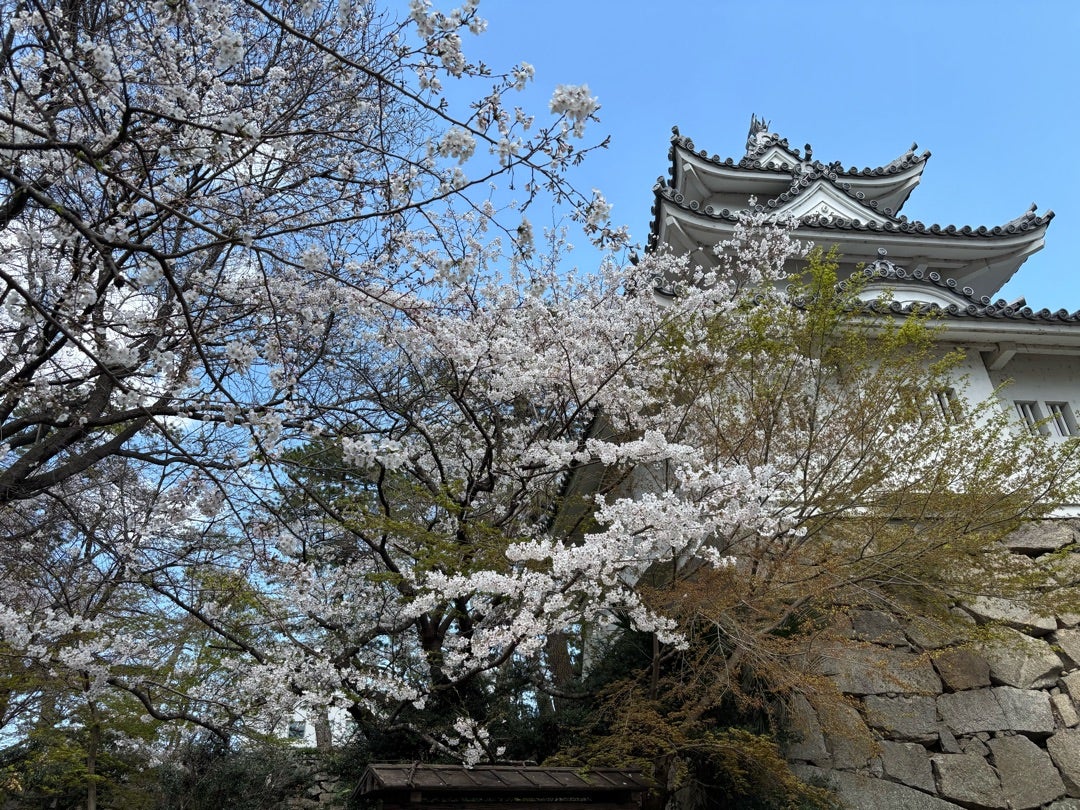 津城跡 お城公園 桜の名所 三重県観光スポット