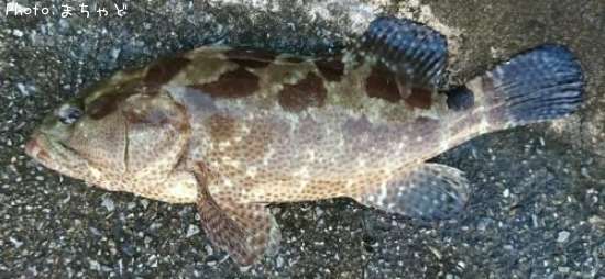 沖縄の釣り 釣果報告 フィッシングステップ具志川店