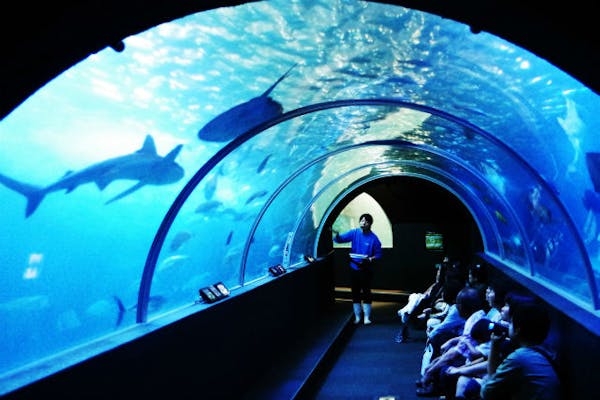 かつうら海中公園へ！割引価格だったけど普通に良かった海中展望塔トイママ
