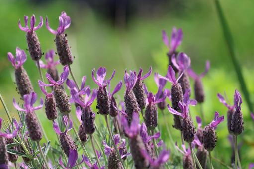 タイムトラベラー 現代に訪れた未来人の証拠写真！: 天孫降臨