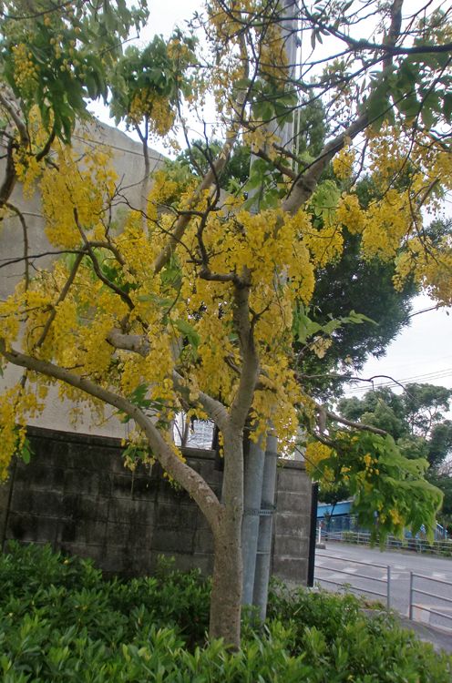 ナンバンサイカチ-花しらべ-花図鑑