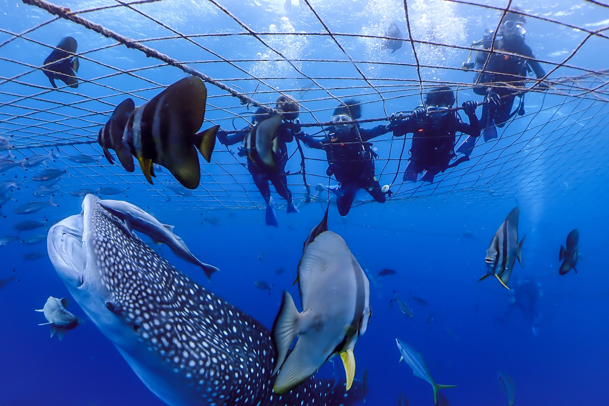 沖縄美ら海水族館でジンベイザメやマンタの優雅な泳ぐ姿が見られる世界最大級の水槽「黒潮の海」に驚き