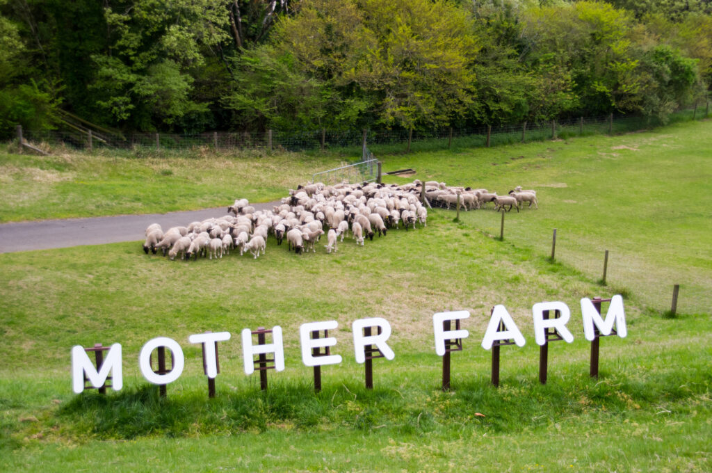 マザー牧場 Mother Farmofficial- 『戌年』生まれの方大集合！