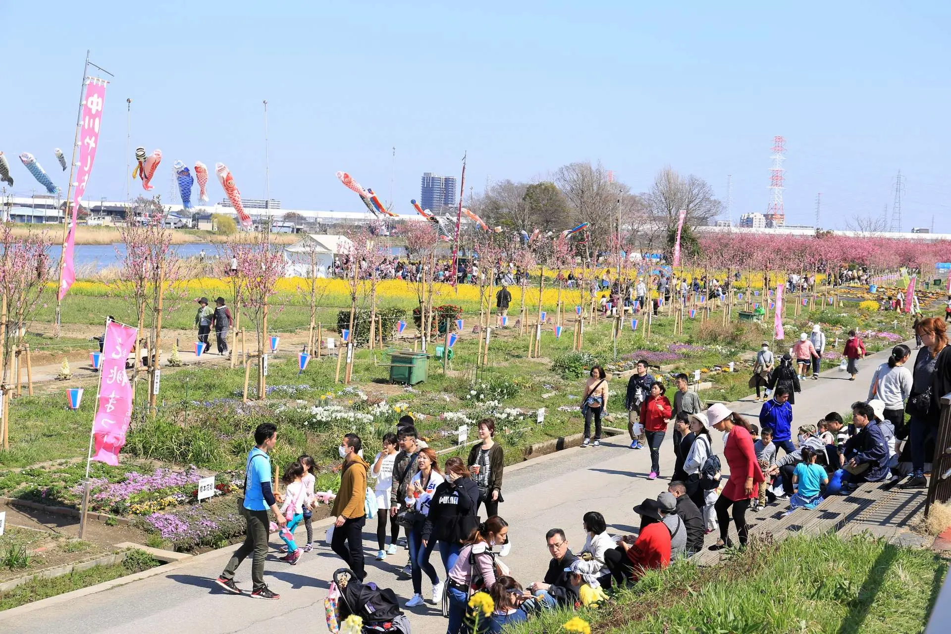 おっさんの週末:中川やしおフラワーパーク
