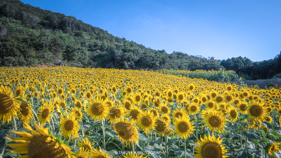 幻想的ライトアップ 志摩市観光農園ライトアップイベント開催中！ 志摩市制20周年記念事業イルミネーションクリスマス夜景観光旅行伊勢志摩三重県