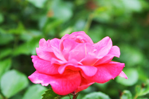 ブルガリアお土産定番♪スーパーで買えるお菓子や食べ物まとめ - TABIBISISTER