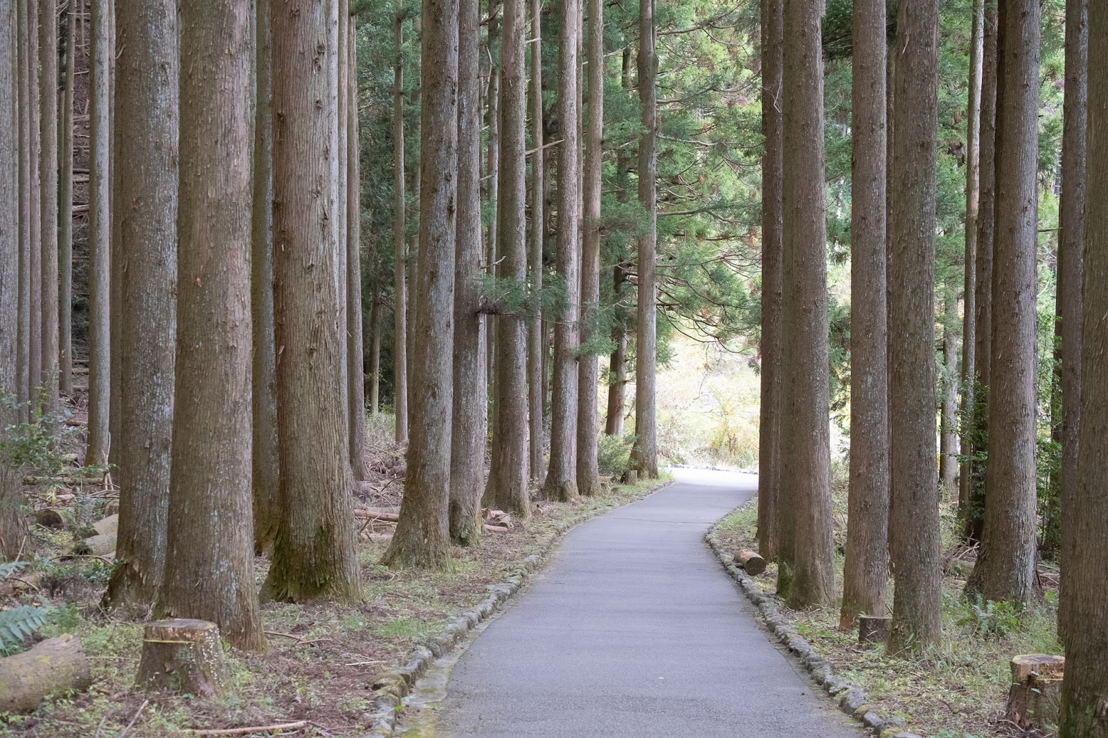 富士山の絶景撮影スポット！田貫湖で撮るベストショットと絶景ポイントガイドアキスタイルフォト