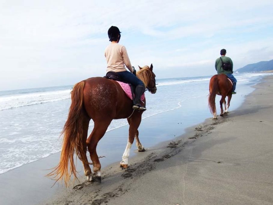 海の乗馬倶楽部 エルカバージョネット予約ならアソビュ